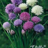 Schnittlauch (Allium schoenoprasum) ‘Mixed One’