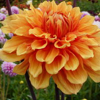Dahlie ‘Ben Huston’