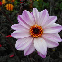 Dahlie ‘Bishop of Leicester’