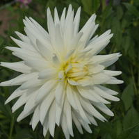 Dahlie ‘Mount Tacoma’