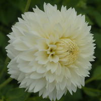 Dahlie ‘Myama Fubuki’