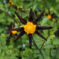 Sterndahlien