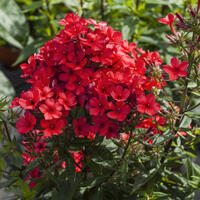 Phlox paniculata Flame-Serie 'Red Flame’