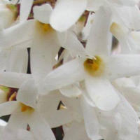Rosenforsythie