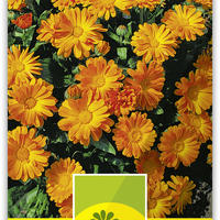 Ringelblume