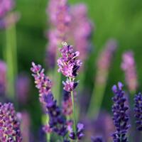 Lavendel 'Vienco Compact Blue' 1,3 lt. Vierecktopf  