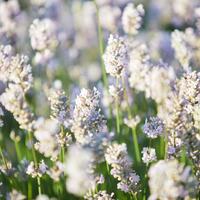 Lavendel 'Early White' im 1,3 lt. Vierecktopf