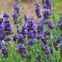 Lavendel 'Vera' im 1,3 lt. Vierecktopf