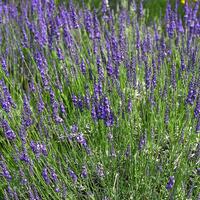 Lavendel 'Grosso' im 1,3 lt. Vierecktopf