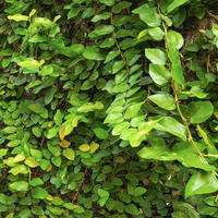 Kriech- oder Kletter-Feige (Ficus repens)