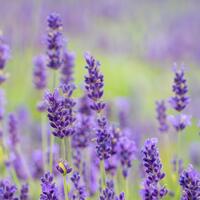 Lavendel 'Vienco Purple' im 1,3 lt. Vierecktopf 
