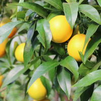 Spte Blondorange 'Valencia late'