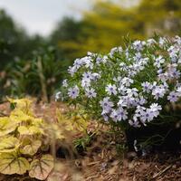 Polster-Flammenblume (Phlox subulata) 'Early Spring Blue'