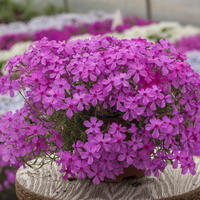 Polster-Flammenblume 'Early Spring Dark Pink'