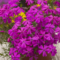 Polster-Flammenblume 'Early Spring Hot Pink'