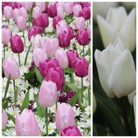 Tulpen Mischungen