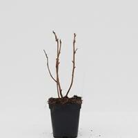 Herbsthimbeere Schlaraffia� Plentiful
