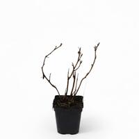 Herbsthimbeere Primeberry� Autumn Happy�