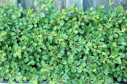 Cotoneaster kaufen