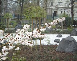 Rosenforsythie kaufen Schneeforsythie ABELIOPHYLLUM distichum Lubera