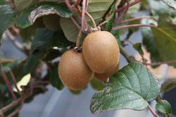 Kiwi, grofruchtige Kiwi, Hayward, Actinidia deliciosa