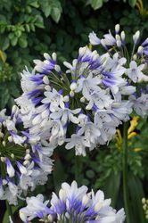 zweifarbige, weiss-blaue Blüten