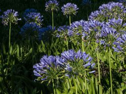 Agapanthus Afrikanische Schmucklilie