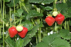 Alle Fragen zu Klettererdbeeren und Hängeerdbeeren – beantwortet