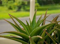 Aloe Arten Zimmerpflanzen Sonne