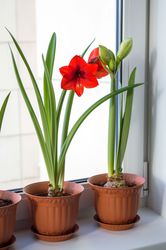 Amaryllis, Ritterstern