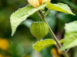 Andenbeeren Pflanzen Physalis Kapkirsche