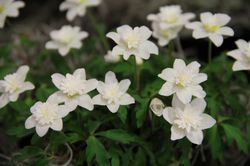 Blumenzwiebeln mit gefüllten Blüten Buschwindröschen Vestal Lubera