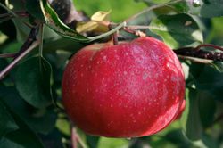 Apfelbäume kaufen Lubera Pflanzenshop