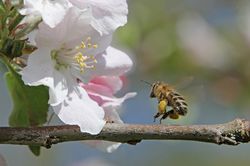 >Die Bestubung der Blten - Bestubungsarten, die Rolle der Insekten