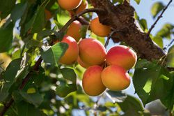 Fresh and ripe apricots on the branch, aprikosenbaum kaufen