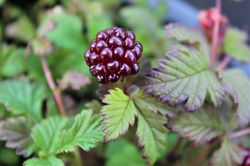 Allackerbeere, Lubera