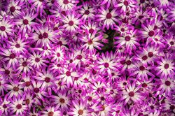 Aschenblume, Pericallis senetti