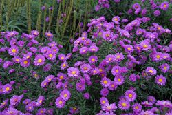 Glattblattastern Aster novi-belgii Lubera