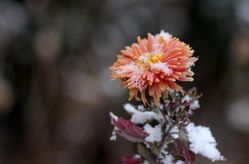 Chrysanthemen berwintern, Winterschutz, Chrysanthemum, Frost, Klte