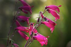 Bartfaden kaufen, Penstemon, lubera