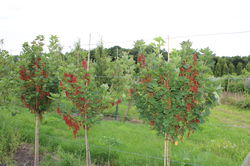 Beerenstmmchen Johannisbeeren Hochstamm Lubera