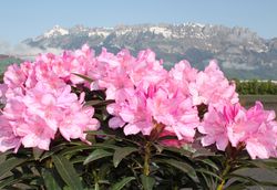 Begleitpflanzen für Heidelbeeren Rhododendron Lubera