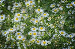 Neophyt Einjhriges Berufkraut (Erigeron annuus)