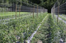 Zchtungsanlage Tomatenpflanzen, Lubera