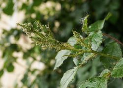 Blattluse an Rosen - Was kannst du dagegen tun?