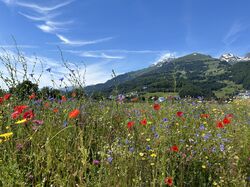 Blumenwiese anlegen, Blumenwiese Lubera Schweiz, Buchs SG