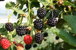 Brombeeren ohne Dornen Lubera Navaho Summerlong