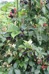 Brombeeren schneiden Lubera