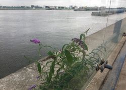 Buddleja davidii London City Grundlagenirrtmer Pflanzenverbieter