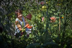 Vom Beet in die Kche, Tomaten u Baslilic , Sabine Reber, Sth Grnig. Warum selbst anbauen